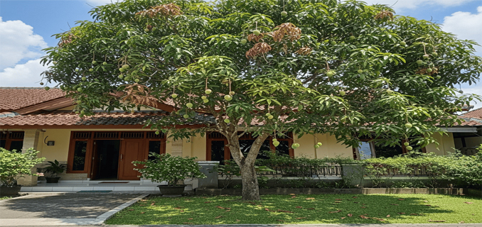 7 Rekomendasi Tanaman Buah yang Cocok di Depan Rumah