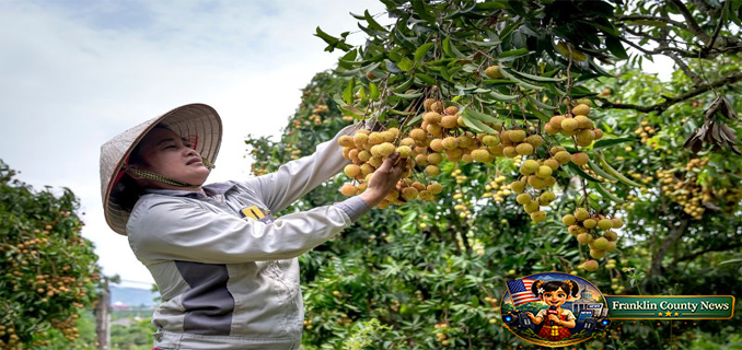 Kelengkeng Tak Lagi Sekadar Tanaman Kebun, Peluang Bisnis Bernilai Tinggi di Pasar Kota