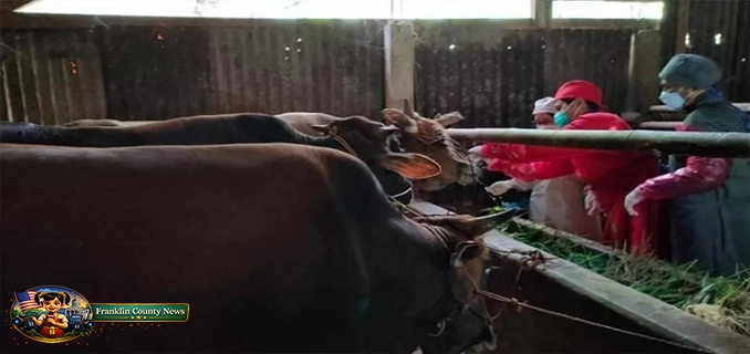 Krisis Medis Veteriner 4 Juta Ternak Di Batang Hanya Bergantung Pada Satu Dokter